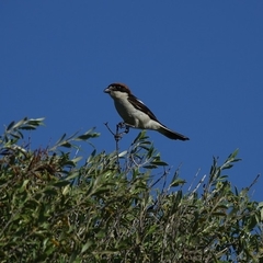 Lanius senator badius