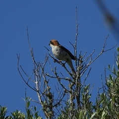 Lanius senator badius