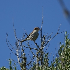 Lanius senator badius