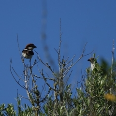 Lanius senator badius