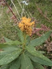 Solidago decurrens