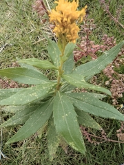 Solidago decurrens
