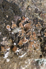 Psora pseudorussellii