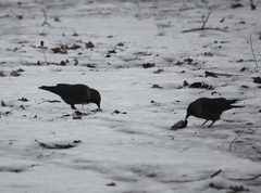 Corvus monedula