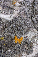 Phaeophyscia ciliata