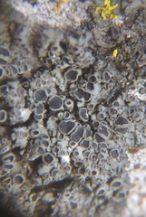 Phaeophyscia ciliata