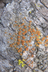 Athallia holocarpa