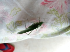 Orthoptera