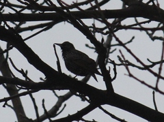 Sturnus vulgaris