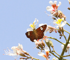 Pseudocoladenia dan fatih