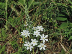Ornithogalum pyramidale