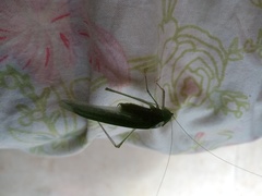 Orthoptera