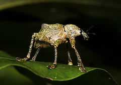 Eurychirus bituberculatus