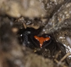 Pseudophryne australis