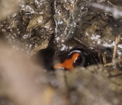 Pseudophryne australis