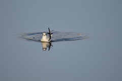 Hydrocoloeus minutus