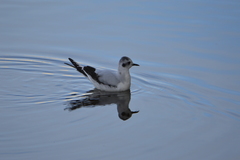 Hydrocoloeus minutus