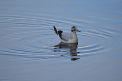 Hydrocoloeus minutus