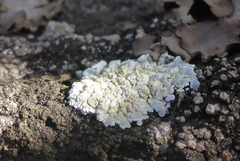 Lecanora valesiaca