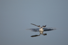 Hydrocoloeus minutus