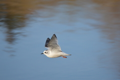 Hydrocoloeus minutus