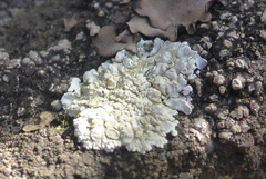 Lecanora valesiaca