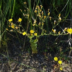 Blackstonia grandiflora