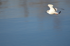 Hydrocoloeus minutus