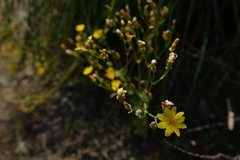 Blackstonia grandiflora