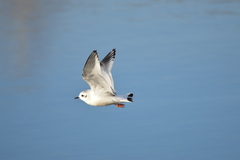 Hydrocoloeus minutus