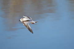 Hydrocoloeus minutus