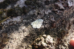 Lecanora valesiaca