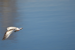 Hydrocoloeus minutus