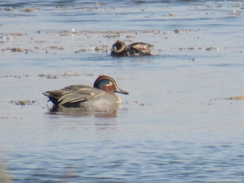 Green-winged Teal