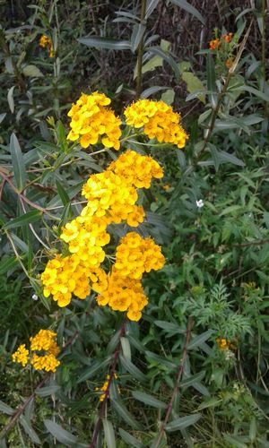 Mexican Marigold