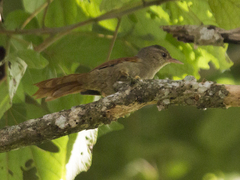 Cranioleuca subcristata