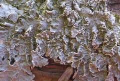 Punctelia perreticulata