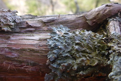 Punctelia perreticulata