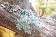 Punctelia perreticulata