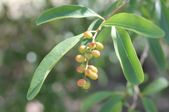 Citharexylum montevidense