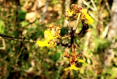Trichocentrum brachyphyllum