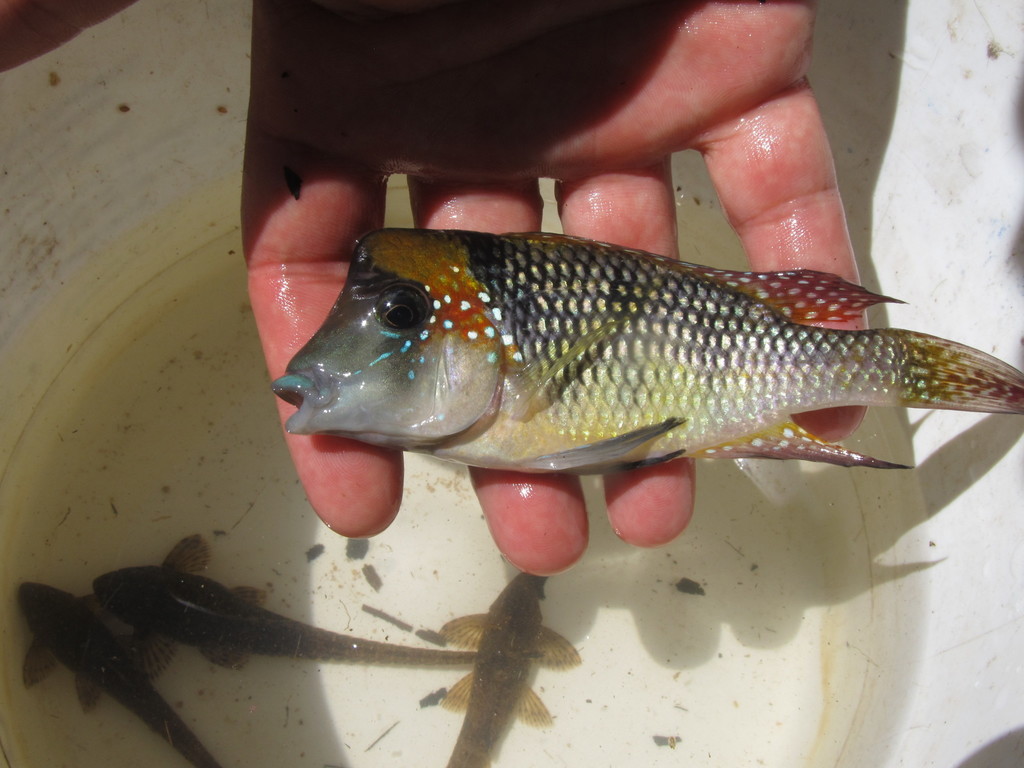 Dark mother-of-pearl eartheater (Gymnogeophagus gymnogenys) — Cichlidae