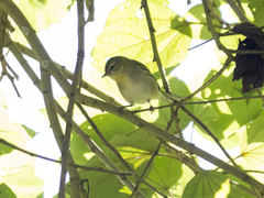 Leiothlypis peregrina
