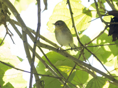 Leiothlypis peregrina