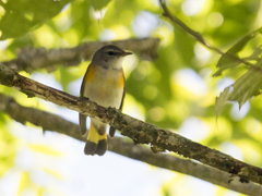 Setophaga ruticilla