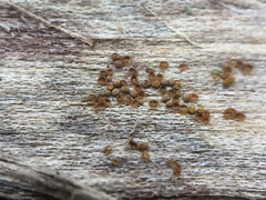 Perichaena corticalis