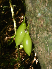 Amphitecna apiculata