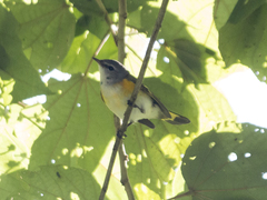 Setophaga ruticilla