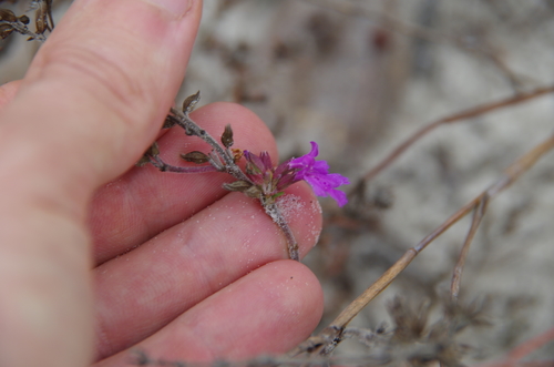 Image of Rhododon angulatus by (c) Eric Knight, some rights reserved (CC BY)