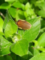 Aspisoma ignitum